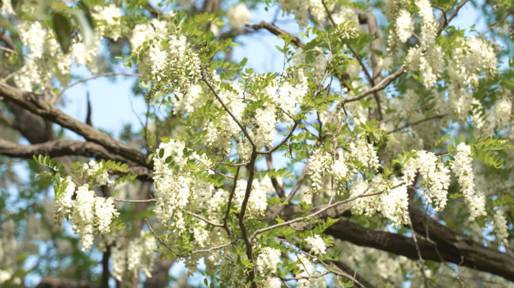 2201fba20293c8f287a0771b4124239